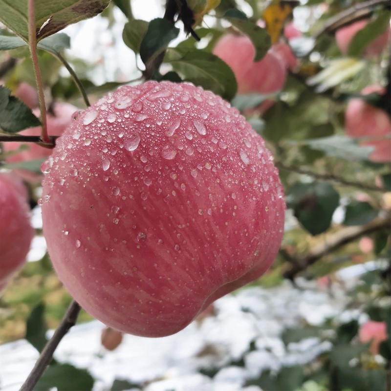 【陕西洛川红富士苹果大果8斤】新鲜当季水果红富士苹果批发包邮|ru