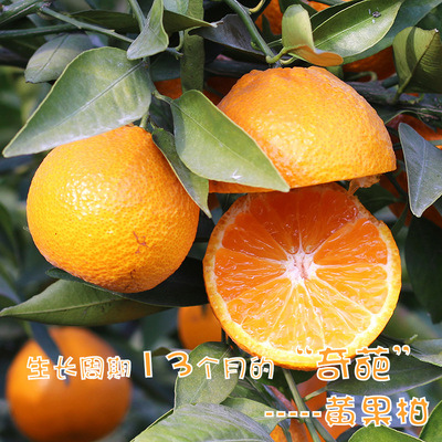 【13个月成熟】野生品种黄果柑新鲜水果耐存储越放越甜