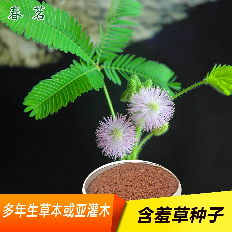 Семена мимозы Многолетние травы или подкустарники легче пережить Горшечные цветы подходят для внутренних балконов