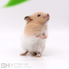 Shang Hua Yi vật nuôi / trang trại bán buôn / chuột sống / Small Pets / Gấu / chuột / màu sắc hỗn hợp Hamster, thỏ, chim