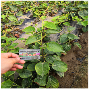 �J���Ҍ����� Ұ���J���Ҙ��� �J���ҷN�����l �J����ԭ������