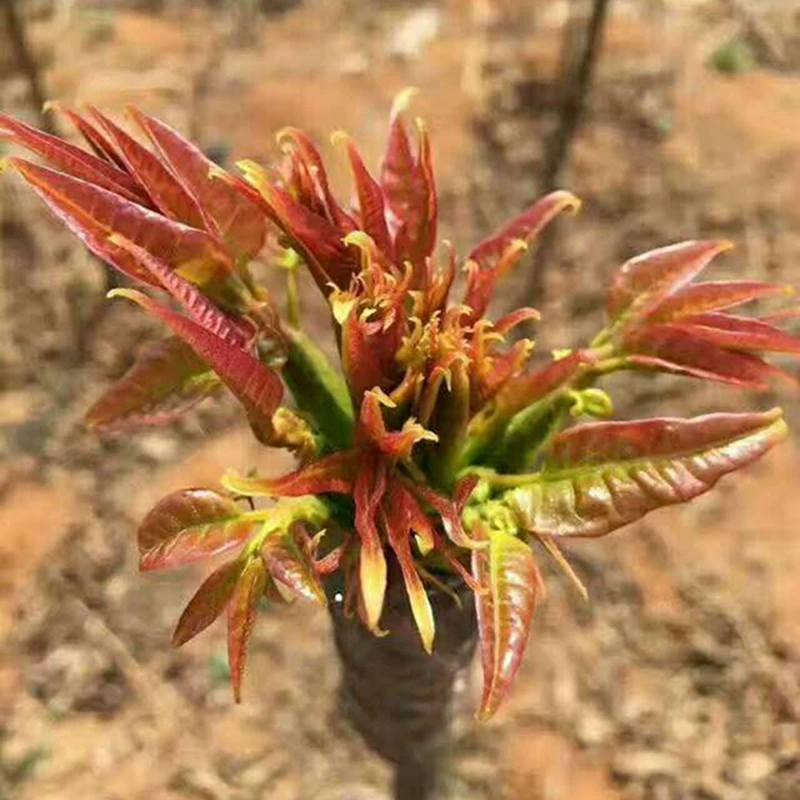 1.0cm Red Oil Toon Tree Dwarf Greenhouse Planting Toon Оптовая продажа Taishan Red Oil Toon