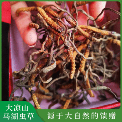 Direct selling Daliangshan Horse Lake Cordyceps edible health preservation Soup Tonic Paojiu Cordyceps Daliangshan Horse Lake Cordyceps