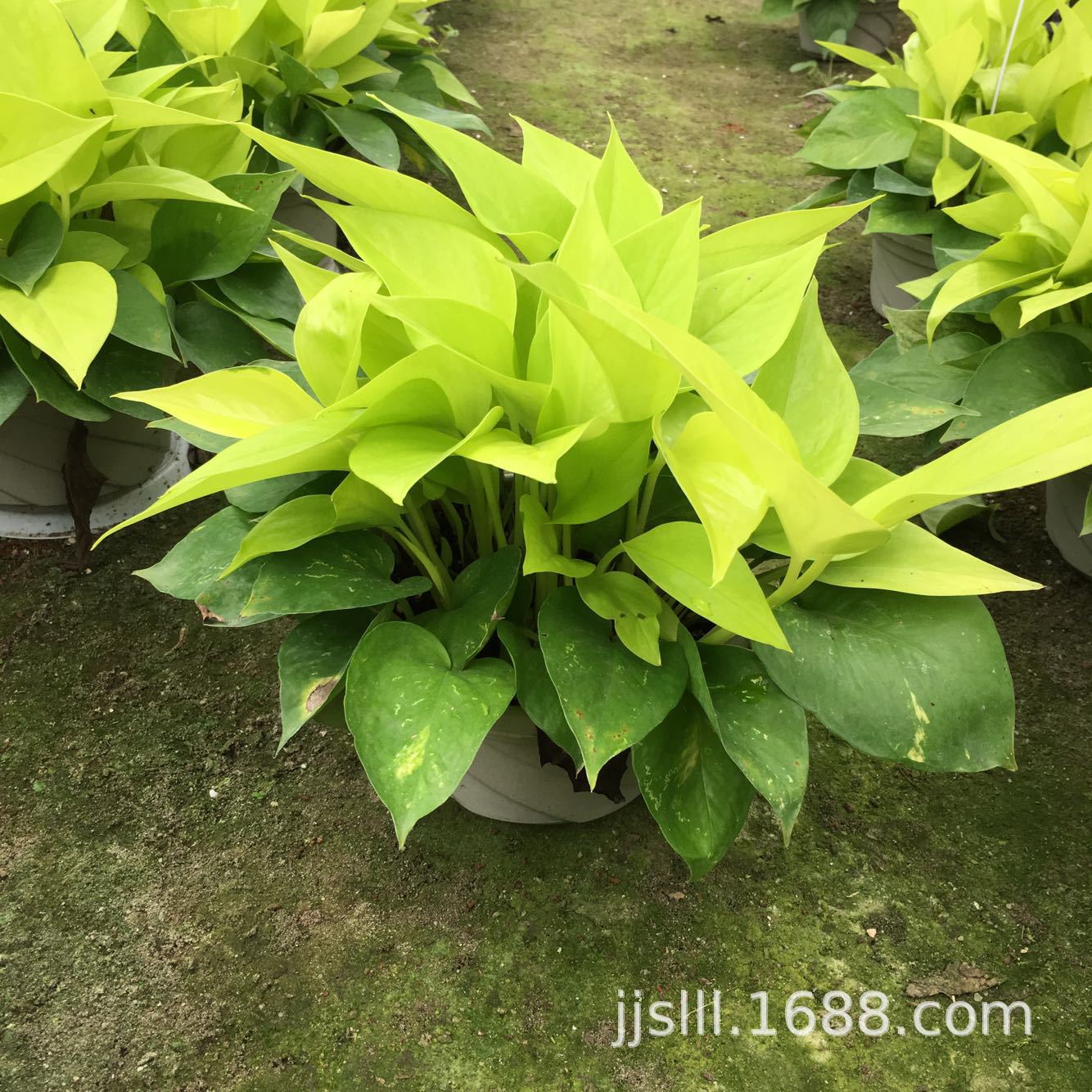 impicture_b58c0ea2356dc89e007e