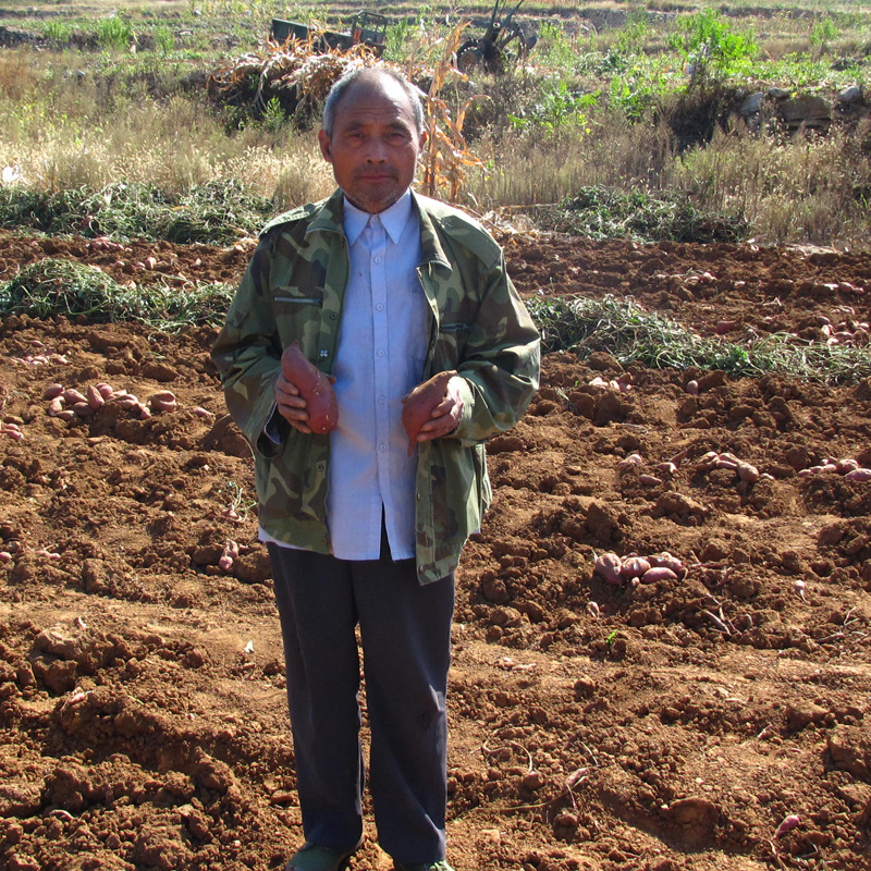 山東紅薯大地瓜烤番薯黃心小山芋新鮮甘薯批發加工果脯片農家自種
