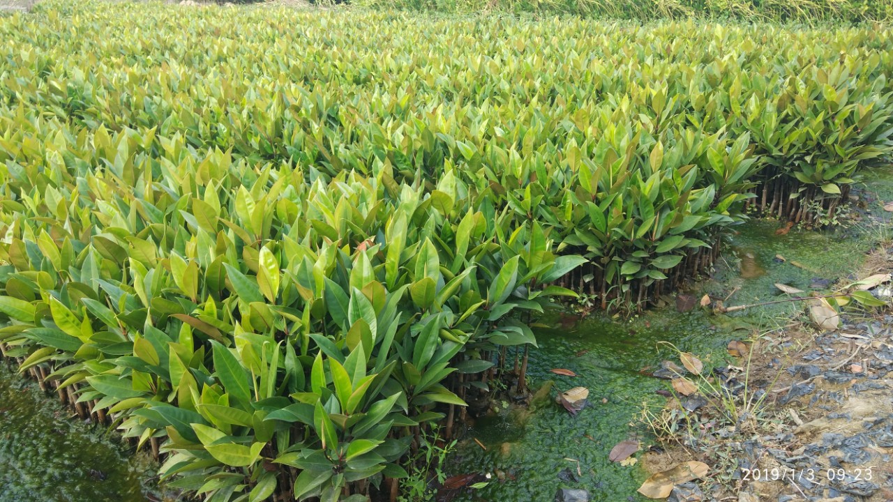 厂家直销盆栽木榄 红树林树苗批发 水生植物袋苗直销-阿里巴巴