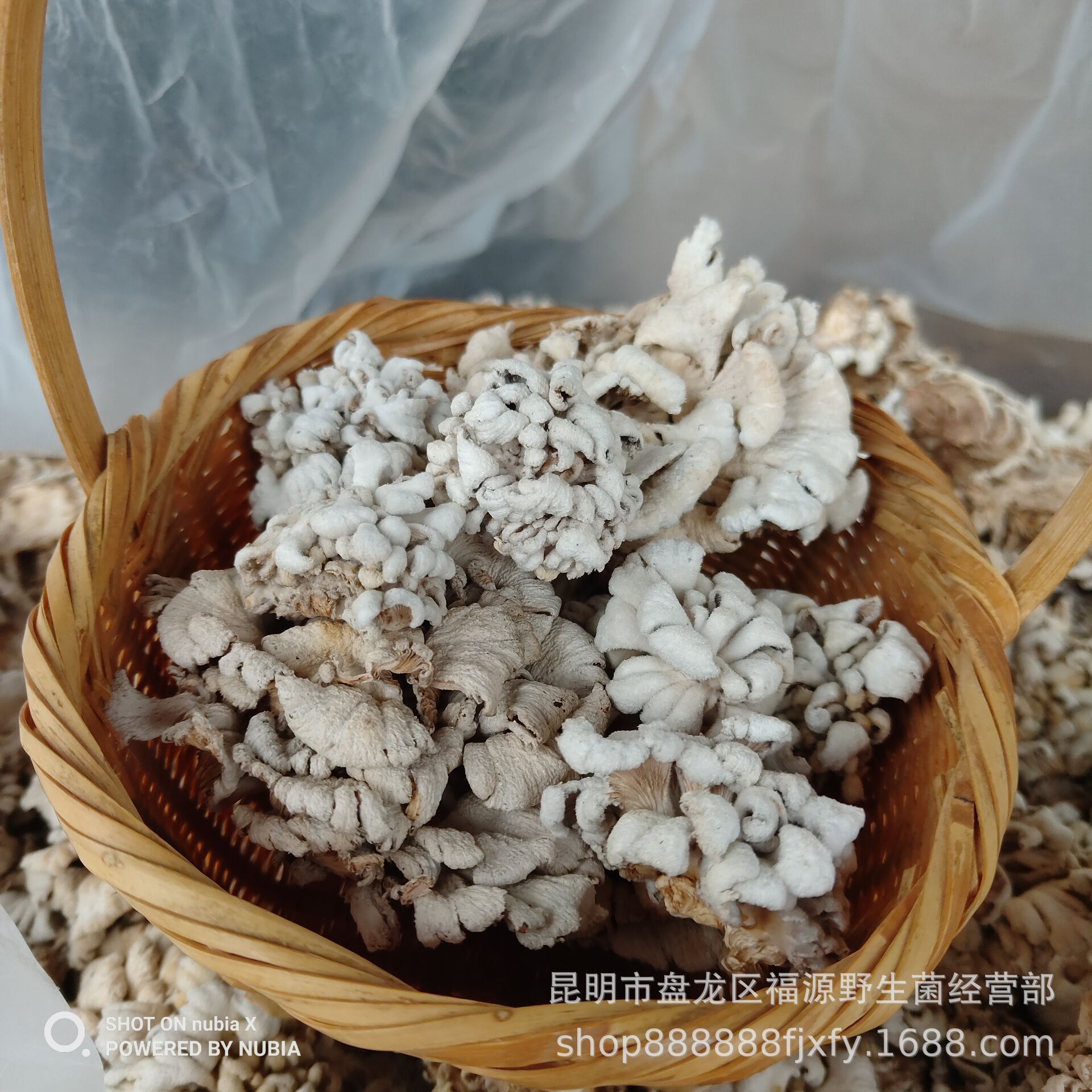 楚雄白参菌种植基地,云南白参菌种植基地,白参菌种植技术_大山谷图库