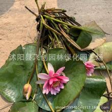 水莲花种植 水莲花种植品牌 图片 价格 水莲花种植批发 阿里巴巴