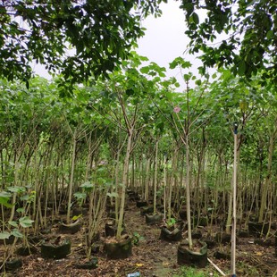 ���� ľܽ�� 3-5cm ���� �ΗU ܽ�ػ� ���� ��ֲ��