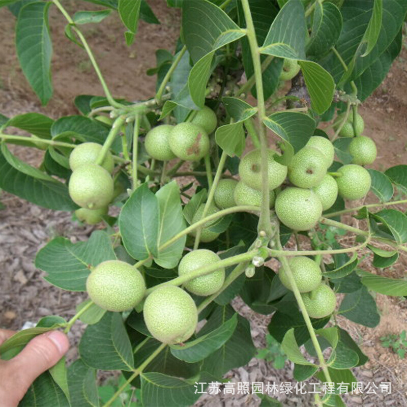 基地供应嫁接薄皮核桃苗南北方种植 庭院盆栽当年结果 核桃树苗