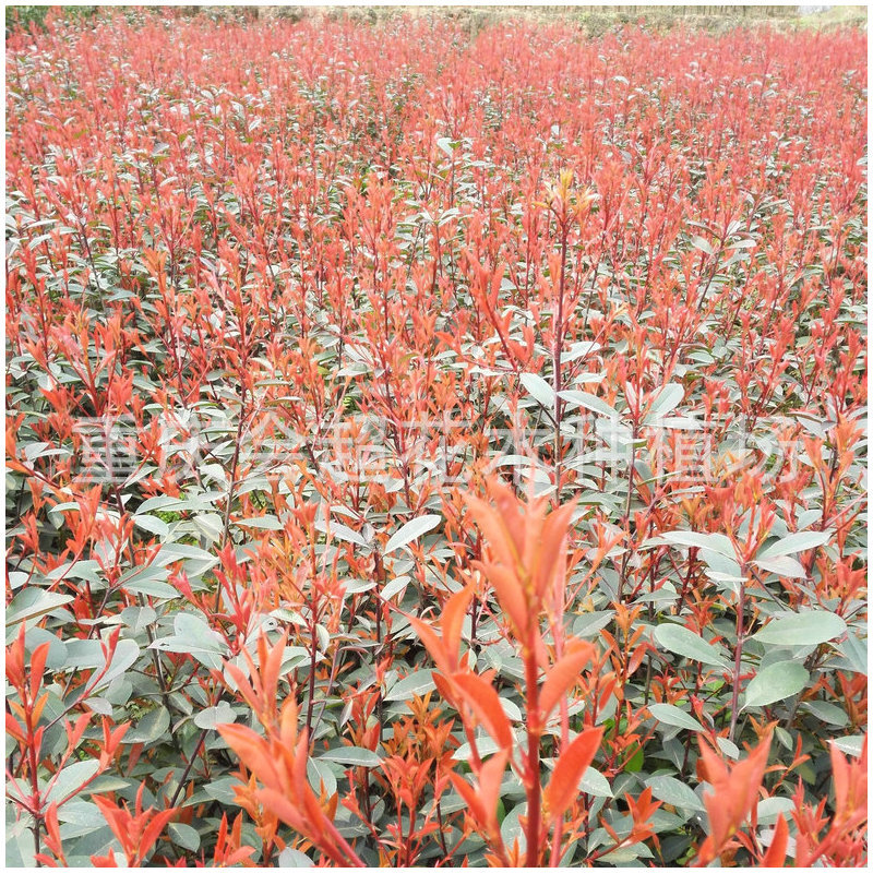 红叶石楠苗2