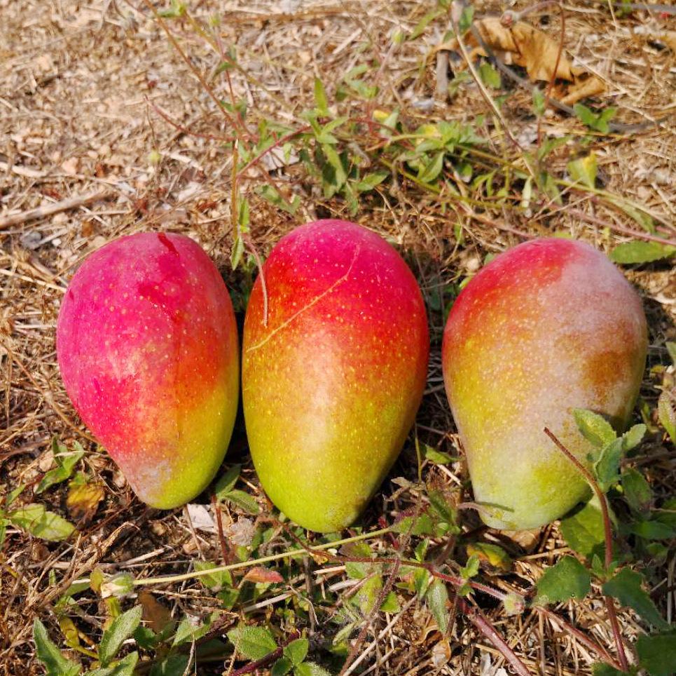 【爆款来袭】海南贵妃芒火爆上市,不食贵妃不知贵妃美|ms