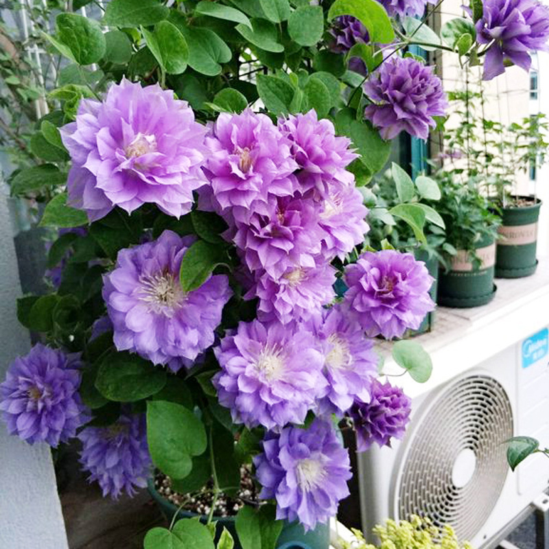 铁线莲 円空 圆空攀援爬藤花苗花期长阳台植物盆栽爬藤大紫色重瓣|ms