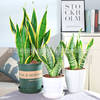 Tigerpi potted base wholesale in Pionee tiger tiger tiger -tailed plants indoor green plants landing high cylinder