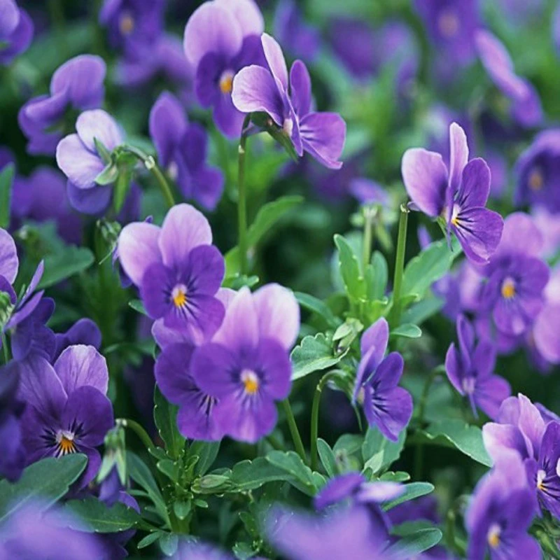 Фиолетовый семян цветов семян Фиолетовый цветок семян четыре сезона легко расти легко жить цветок семена двор балкон многолетник