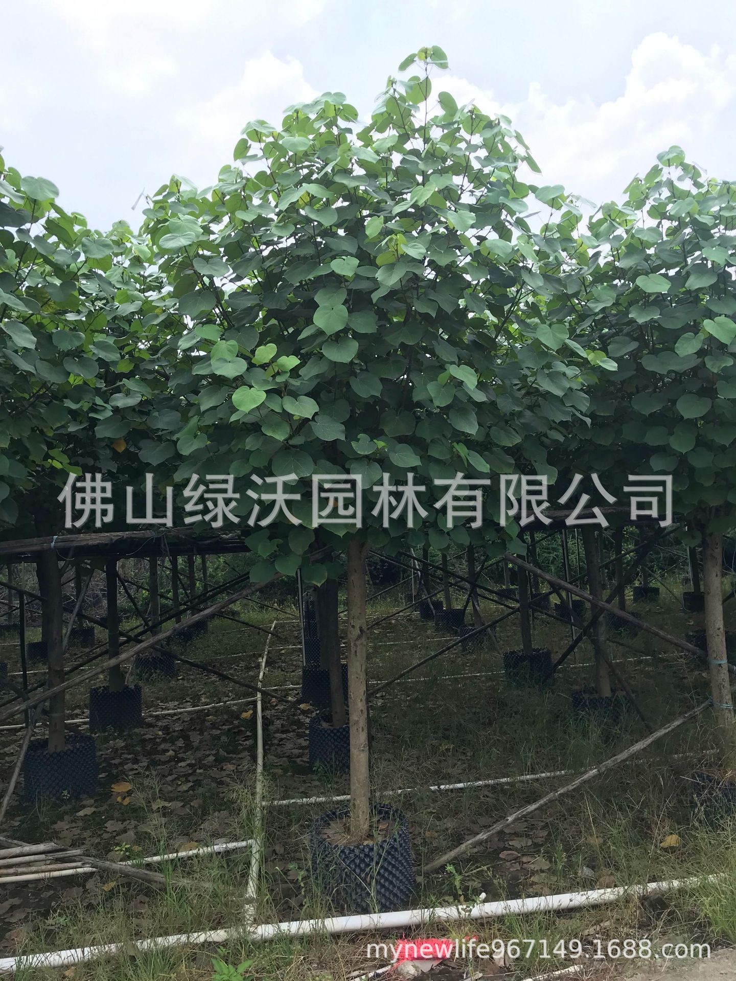 大量供应12公分、冠幅3米骨架黄槿树、成活率很高黄槿假植苗-阿里巴巴