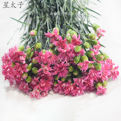 [多头康乃馨]昆明基地直供 教师节多头康乃馨鲜花批发 居家装饰