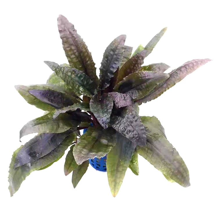 Маленький пузырь перец Трава живой аквариум озеленение пакет ленивый новичок перец Трава настоящая водная трава оптом фотосинтетическая водная трава