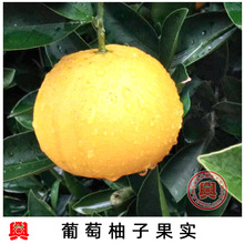 紅西柚種苗 紅西柚種苗批發 促銷價格 產地貨源 阿里巴巴