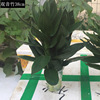 [Base directly batch] Guanyin Bamboo Sanli Hydroponic Lotus Lotus Fulled Bamboo Transfer Bamboo Potted Room indoor hydrophobic green plants