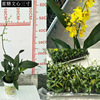 Base direct batch of orchid Dendrobium Dendrobium orchid European Star Wingxin 3 -inch potted buds and seedlings