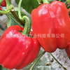 gules Sweet pepper seeds Yuanjiao Five peppers seed High yield Red Lantern seed