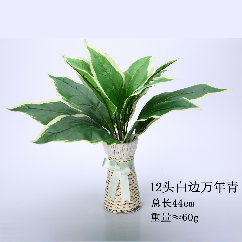 12头白边万年青