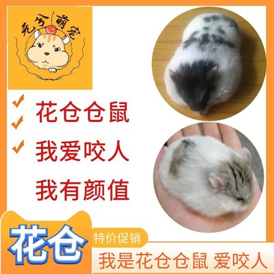 Hamsters living thing Pets living thing baby Flowers positions Amber violet Pudding Silver fox Purple positions Three line