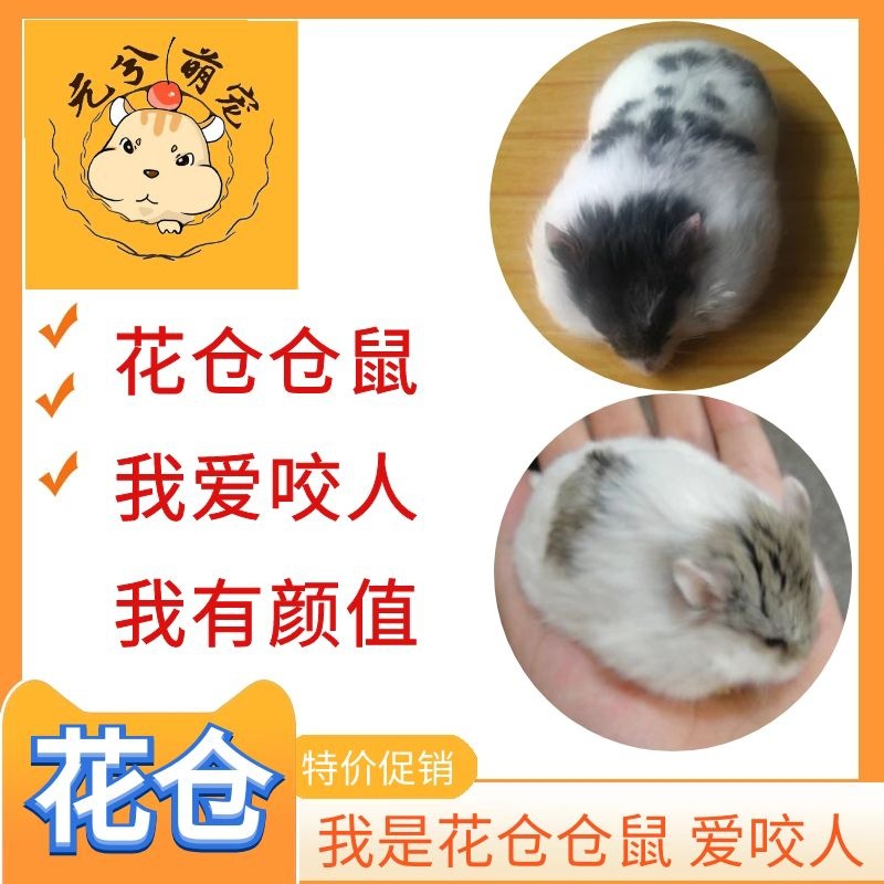 Hamsters living thing Pets living thing baby Flowers positions Amber violet Pudding Silver fox Purple positions Three line