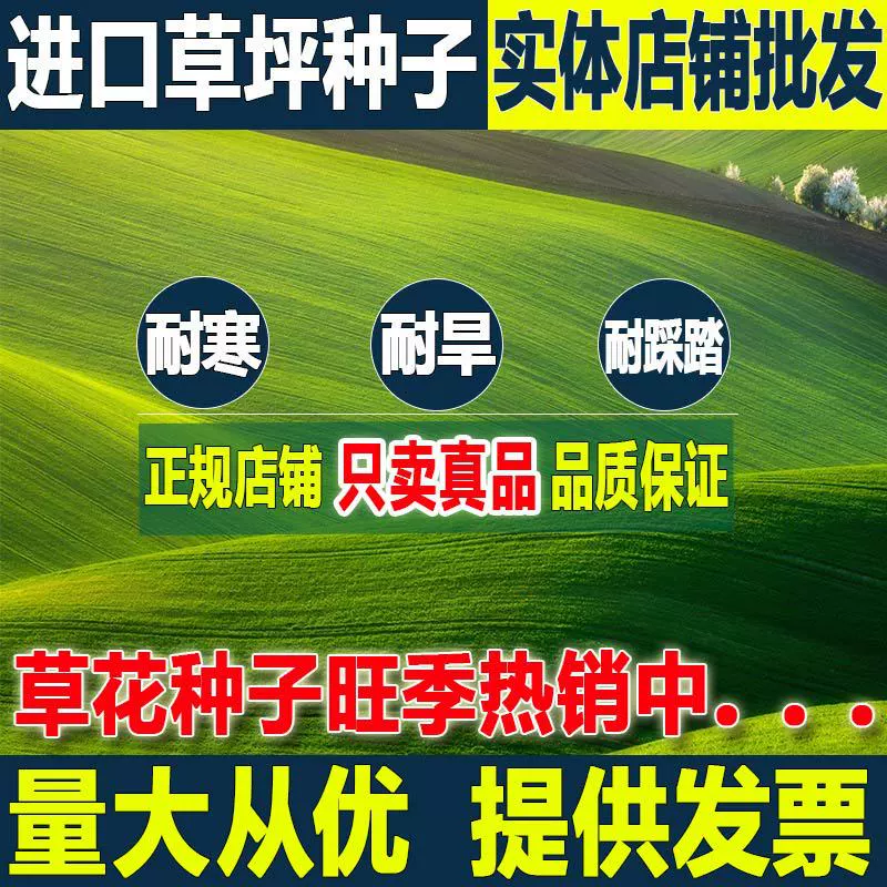 Четыре сезона вечнозеленые семена газона не косилка Высокий овсяница ржаные семена газона Двор Газон семена Bermudagrass
