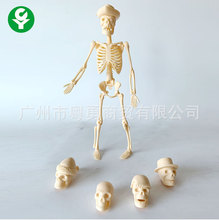 20CM可拼装小人体骨架 小骷髅 可组装小人骨 小骨骼 人体骨骼