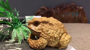 �S��ľ�������ְѼ����ľ��̹�ˇƷ�Ҿӿ͏dľ�[��