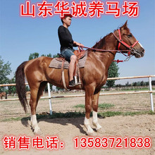 甘肅一匹漂亮的騎乘馬多少錢 伊犁馬馬駒 純血馬賽馬蒙古馬拉車馬