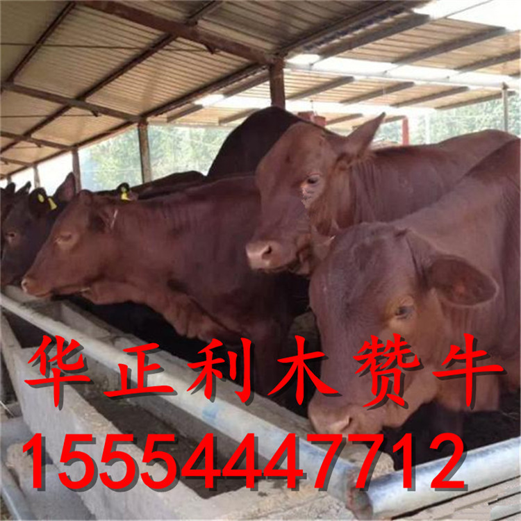 河北哪里卖牛犊 广东牛苗价格 牛犊子价格