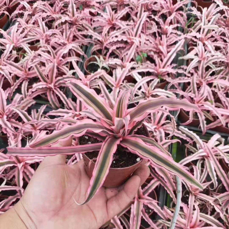 База напрямую поставляет небольшие воздушные Ананасы в горшках, зеленые растения, цветы, беспочвенные растения, кианас 90 #