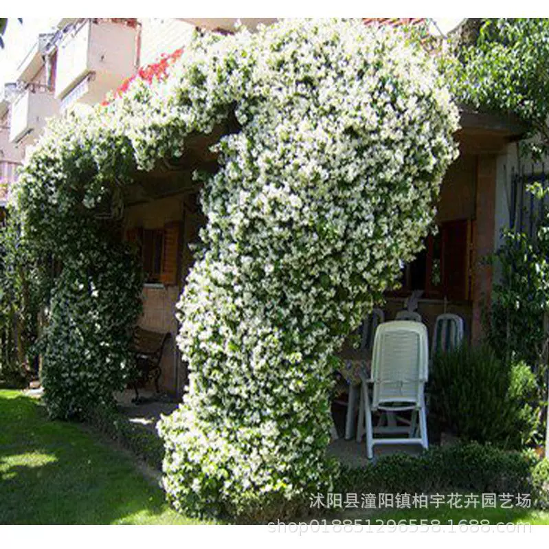 Ветряная мельница Жасмин Двор Восхождение Виноградная лоза Крыша Каменная лоза Серебро Шелк Золото Шелк Жасмин Четыре сезона Вечнозеленый балкон Скалолазание Цветок жасмина