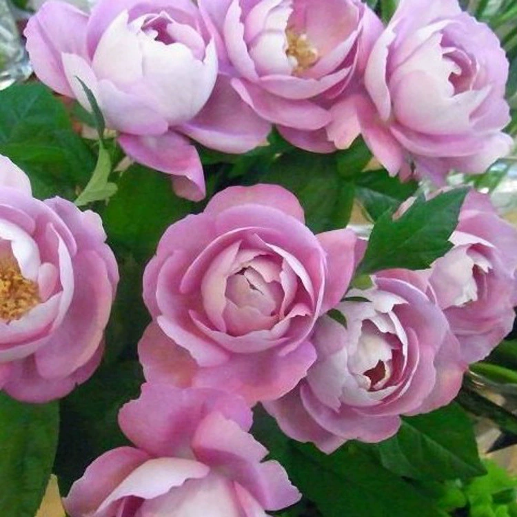 Большой цветочный аромат Фиолетовый цветок розы Саженец Духи Сад Цветок Кровать Цветочное растение Фруктовый аромат Открыт в четыре сезона