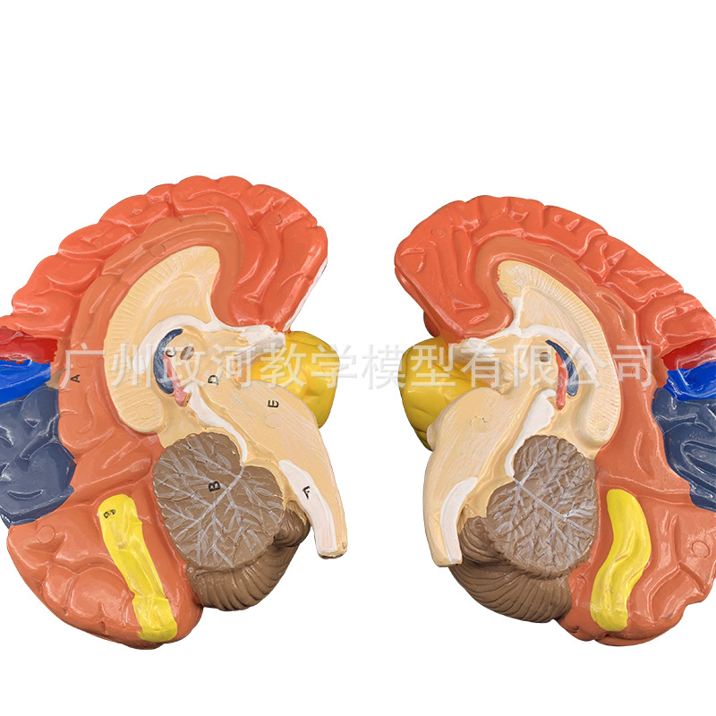 Universal physiological medical brain model, anatomy