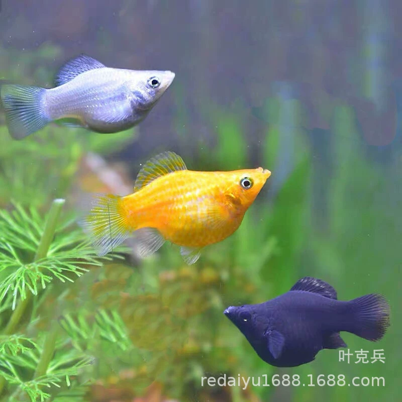 Тропические декоративные рыбы оптом живородящие рыбы мяч Мэри рыба трехцветный Мэри рыба чайник рыба живот рыбы