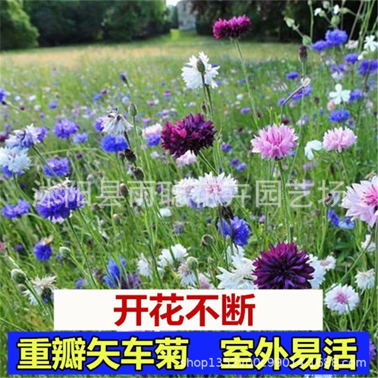 Оптовая продажа цветочных семян василька семена садовый ландшафтный сад сад морозостойкий весенне-осенний посев семян цветов