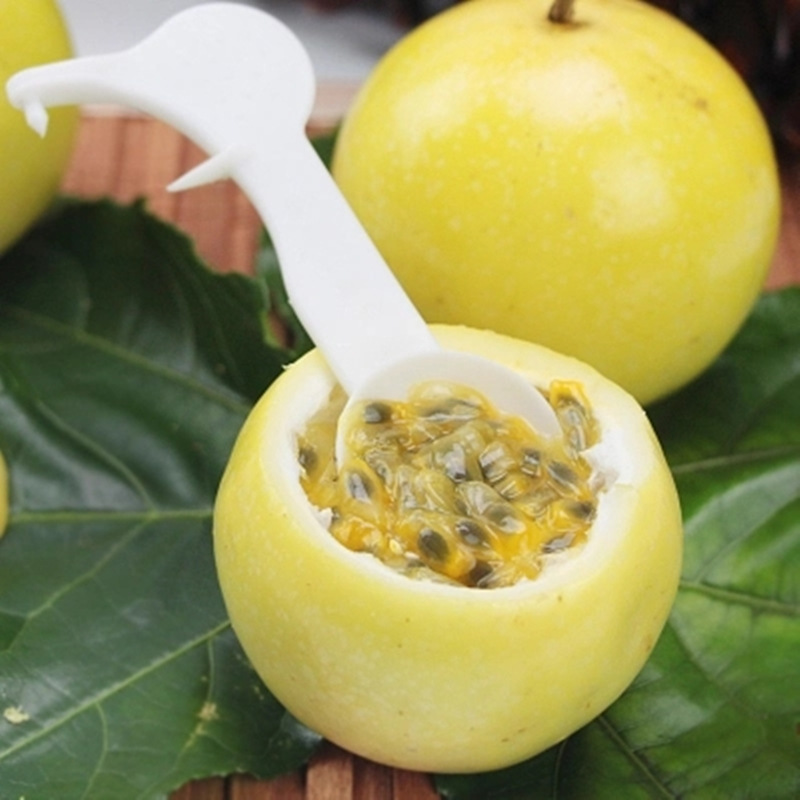 [ 328 Primary]Season gold Passion fruit 1 Tropical fruit fresh Passionflower