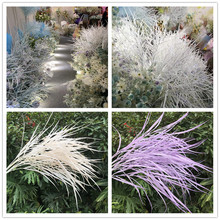 水草花 水草花品牌 图片 价格 水草花批发 阿里巴巴