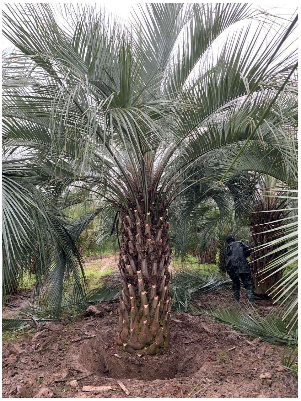 Компания Jiangsu Budi Coconut Base продает на месте продукцию Henan Budi Coconut Base.