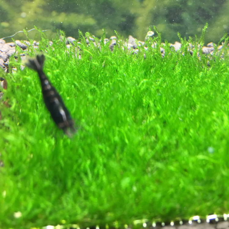 TB2jSfVyxtmpuFjSZFqXXbHFpXa_!!