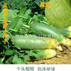 fruit Shawo Radish seeds Orthodox school Tianjin specialty High yield Radish seed Autumn Vegetables seed