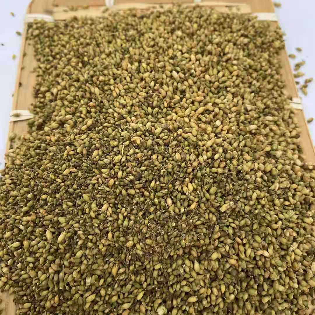 供应槐米粕 槐米渣 獭兔肉兔长毛兔饲料 量大从优 欢迎洽谈