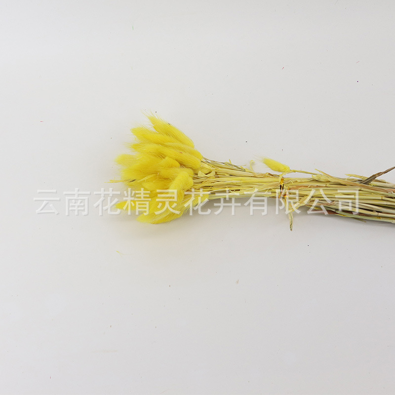 Rabbit Tail Grass Dried Flowers Bouquet Ins Style Home Decoration Dried Flower Bag Bouquet Dogtail Grass Dried Flower Color Rabbit Tail Grass