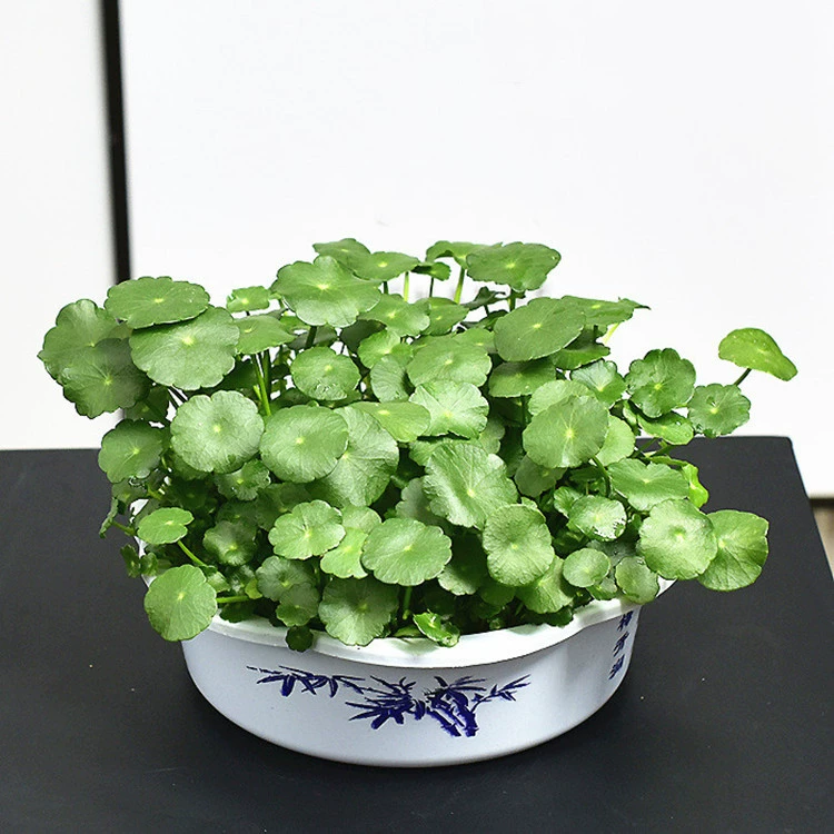 Медь деньги Трава Крытый балкон Зеленые Растения горшечные цветы очищенный воздух радиационная защита Гидропонные растения