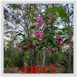 红花槐树价格 最新红花槐树价格 批发报价 价格大全 阿里巴巴
