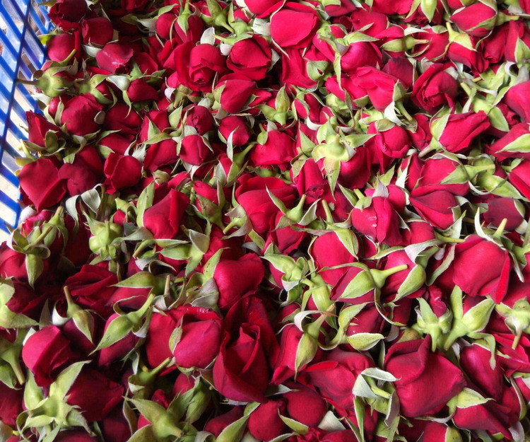 Mo Hong Rose Bud Tea Dried Yunnan Rosa Rugosa Flower Crowns Freeze Dried Edible Herbal Floral Tea 30g Jar in use